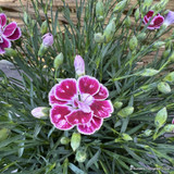 Dianthus 10.5cm