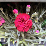 Dianthus 10.5cm