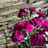 Dianthus 10.5cm