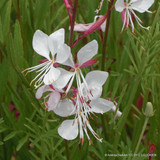 Perennials - mix & match