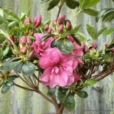 Japanese Azalea