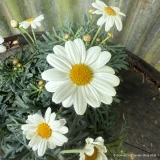 Argyranthemum frutescens white (10.5cm)