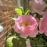 Rosa 'Scepter d'Isle 4L