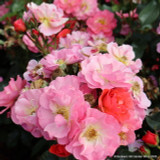 Secret Smile - Floribunda Rose