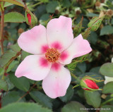 Rose 'For your eyes only' - Floribunda rose