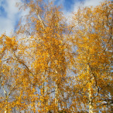 Betula pendula (Silver Birch) Multi-stem 200-250cm