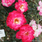You're My Everything - Hybrid Tea Rose