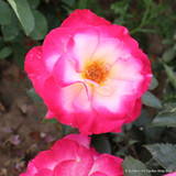 You're My Everything - Hybrid Tea Rose