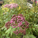 Spiraea 'Sparkling Champagne'