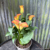 Zantedeschia