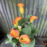 Zantedeschia