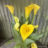Zantedeschia