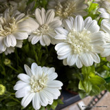 Osteospermum - mixed colours