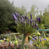 Agapanthus INSTANT (p23)