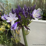 Agapanthus INSTANT (p23)