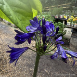 Agapanthus INSTANT (p23)