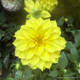 Dahlia grandalia