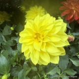 Dahlia grandalia