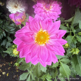 Dahlia grandalia