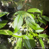 Trachelospermum jasminoides