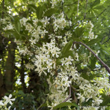 Trachelospermum jasminoides