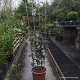 Trachelospermum jasminoides