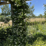 Trachelospermum jasminoides