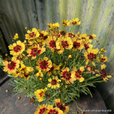 Coreopsis 'Twinkerbelle'