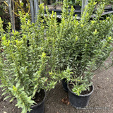 Euonymus japonicus 'Green Spire'