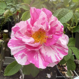 Potted roses (mixed varieties)