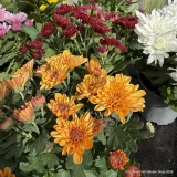 Chrysanthemums -mixed