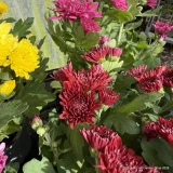 Chrysanthemums -mixed