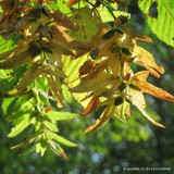 Amelanchier lamarkii 150-175cm (Multi-stem)
