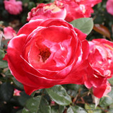 Rosa 'Nostalgia' (Hybrid Tea Rose) standard rose