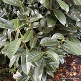 Prunus laur. 'Elly' 200-225cm rootball