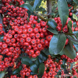 Pyracantha 'Saphyr Rouge (Red)