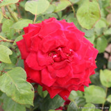 Loving Memory - Hybrid Tea Rose