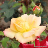 Masquerade - Climbing Rose