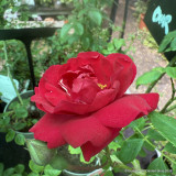Paul's Scarlet - Climbing Rose