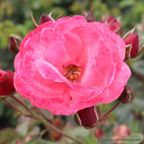 Pink Perpetue - Climbing Rose