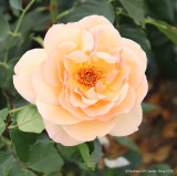 Schoolgirl - Climbing Rose