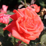 Super Star - Climbing Rose