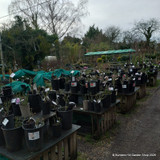 Baronne Prevost - Shrub Rose