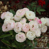 Pearl Anniversary - Patio Rose