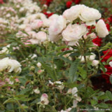 Pearl Anniversary - Patio Rose