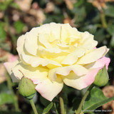 Peace - Hybrid Tea Rose