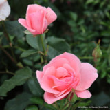 Queen Elizabeth - Floribunda Rose