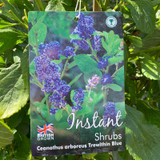 Ceanothus 'Trewithen Blue' - 1.5-1.75m on cane