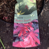 Acer palm. 'Skeeters Broom' (p26)