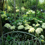 Cornus alba (Red Dogwood) 30-40cm 4ltr.